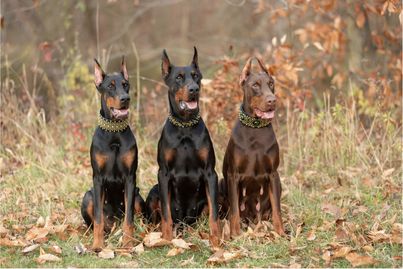 3 Dobermans sit and pose for the camera, 2 are black and rust and 1 is red and rust