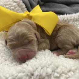Daisy - Cream female Goldendoodle puppy in The Woodlands, Texas from Gracie's Goldendoodles and Bernedoodles