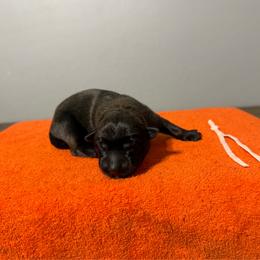 Cara (Light Pink) - Black sable female Belgian Malinois puppy in Buckeue, Arizona from Légende Vivante Du Chief Kennel