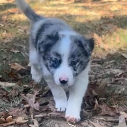 Cal - Atypical merle male Border Collie puppy in Jonesboro, Arkansas from Hampton Border Collies