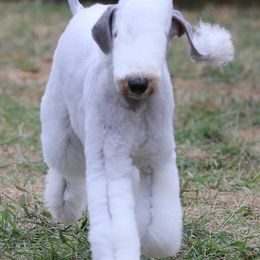 Basset Hounds and Bedlington Terriers from First Class Bassets and Bedlingtons