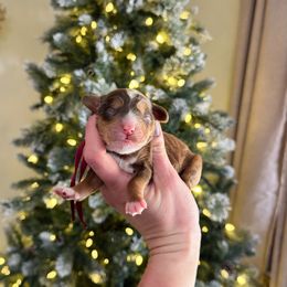 London (choc sable) - Sable male Bernedoodle puppy in Wamego, Kansas from Doodles of Oz