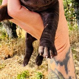 Rose - Liver female German Shorthaired Pointer puppy in Redding, California from Macushla Kennel