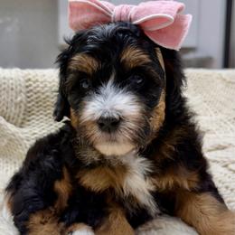 Bon Bon - Tri-color female Bernedoodle puppy in Herriman, Utah from Rose Canyon Doodles