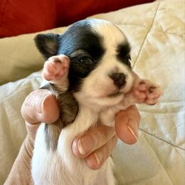 Colt - Black and white male Chihuahua puppy in Choctaw, Oklahoma from Savvy Chihuahuas of Oklahoma