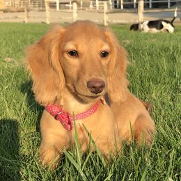 Honey - Dachshund