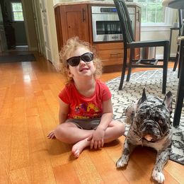 French Bulldog All Grown Up from Beau's French Bulldogs