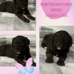 Poodle Puppies from Poodle Paradise