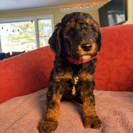 Cotton Candy - Phantom female Poodle puppy in St. Johnsbury, Vermont from Poodles of the Northern Woods