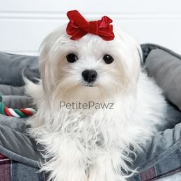 Sebastian - Maltese puppy from Petite Pawz