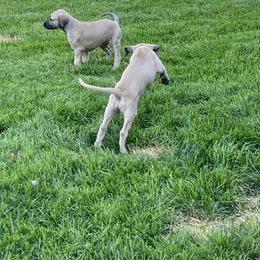 Sloughi Puppies from Almaboubin Sloughis