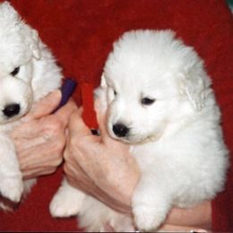 Kuvasz Puppies from Double Ring Kuvasz
