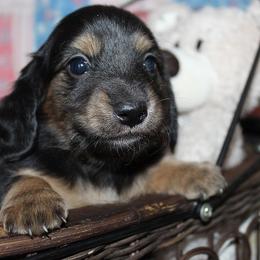 Girl 4 - Black and cream female Dachshund puppy in Craig, Colorado from Rocky Mountain Shih Tzus and Dry Creek Miniature Dachshunds