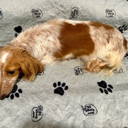 Darla - Dachshund
