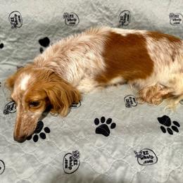 Darla - Dachshund