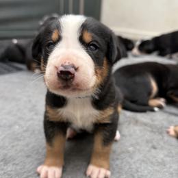 Navy girl - Black, white and red female Greater Swiss Mountain Dog puppy in Woodland, Washington from Woodland Swissie’s