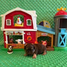 Greene - Chocolate and tan male Shih Tzu puppy in Success, Missouri from Sweet Success