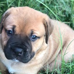 Delta - Brown female Boerboel puppy in Pearce, Arizona from Desert Stronghold Boerboels