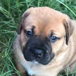 Delta - Brown female Boerboel puppy in Pearce, Arizona from Desert Stronghold Boerboels