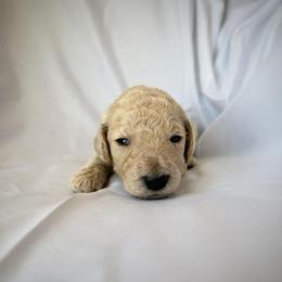 Bluebell - Cream female Labradoodle puppy in Kingman, Arizona from The Dood Ranch