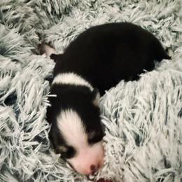 Leonard - Black and white male Pomsky puppy in Cumberland County, Pennsylvania from M&L Pomskies