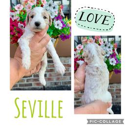 Seville - Parti male Goldendoodle puppy in Chattanooga, Tennessee from Scenic City Doodles