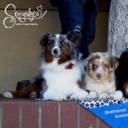 Australian Shepherds, Miniature Australian Shepherds, and Toy Australian Shepherds from Bluebonnetridge Aussies