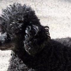 Poodles, Shihpoos, and Shih Tzus from Shih_doodle_Co