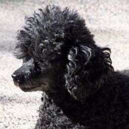 Poodles, Shihpoos, and Shih Tzus from Shih_doodle_Co