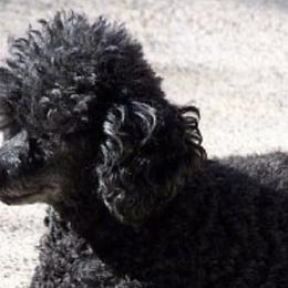 Poodles, Shihpoos, and Shih Tzus from Shih_doodle_Co