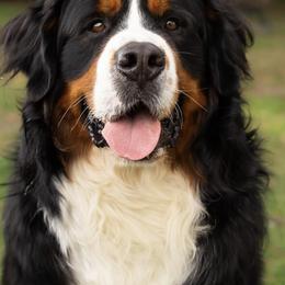 Birch - Bernese Mountain Dog