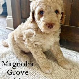 Aussiedoodle, Bernedoodle, and Poodle Puppies from Magnolia Grove Doodles