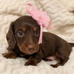 Ella - Chocolate and tan female Dachshund puppy in Lakeland, Florida from Elite Doxies Florida