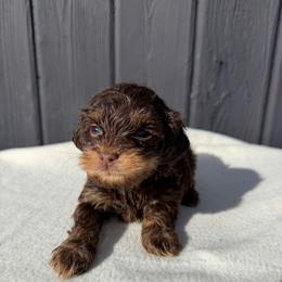 Ziggy - Brown male Shihpoo puppy in Rush, New York from Care Bear Puppies