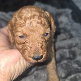 Muffin - Red  female Poodle puppy in Goodyear, Arizona from Moving and Grooving Pups