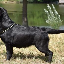 Kyra - Black female Labrador Retriever puppy in Centreville, Maryland from Barbihaus Kennels