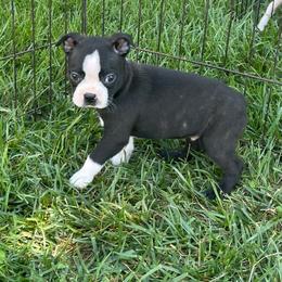 Mike - Seal and white male Boston Terrier puppy in Fillmore, Illinois from Wind Hill Puppies