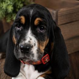 Red - Black brown and white male Basset Hound puppy in Fayetteville, Tennessee from Southern Town Hounds