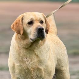 Carmie - Labrador Retriever