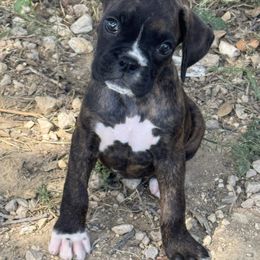 Thea - Brindle female Boxer puppy in Briggs, Texas from Dark Horse Boxers