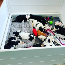 Bernedoodle Puppies from Willow’s Bernedoodle Angels