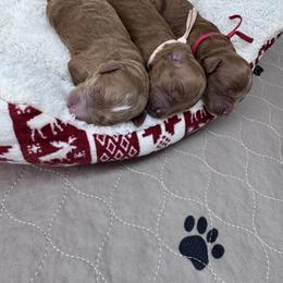 Female pick 2nd - Red  female Goldendoodle puppy in Annandale, New Jersey from KN Mini Goldendoodles