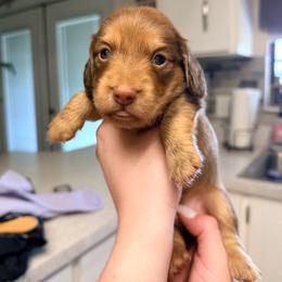 Cooper - Chocolate and cream male Dachshund puppy in Pierson, Florida from Paige’s Mini Dachshunds