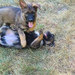 German Shepherd and Siberian Husky Puppies from Sstar