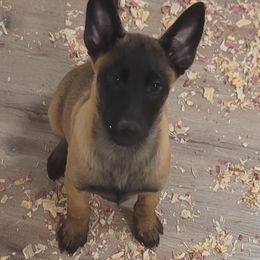 Girl 3 - Mahogany female Belgian Malinois puppy in Corpus Christi, Texas from Heavenly Firefly Belgian Malinois