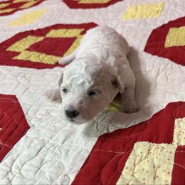 Dinky - Grey collar - White female Bichon Frise puppy in 63101 (St. Louis Metro Area), Missouri from BichonSTL