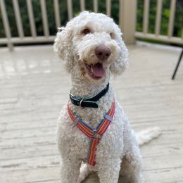 Lillie - Goldendoodle