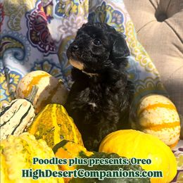 Aussiedoodle, Poodle, and Toy Australian Shepherd Puppies from High Desert Companions