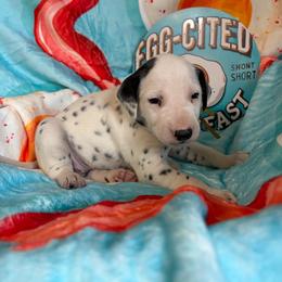 Omelette- Yellow - White and black female Dalmatian puppy in Claremore, Oklahoma from Lotsofdots Dalmatians