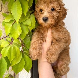 Poodle Puppies from Red Mini Poodles AZ